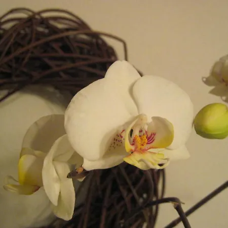 Landpension Zur Hainbuche