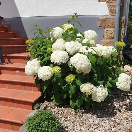 Landpension Zur Hainbuche Romrod