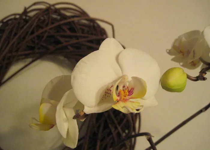 Landpension Zur Hainbuche