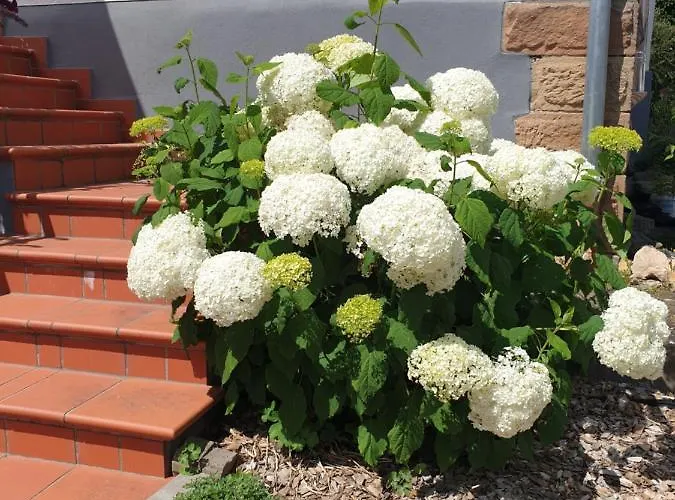 Landpension Zur Hainbuche Romrod